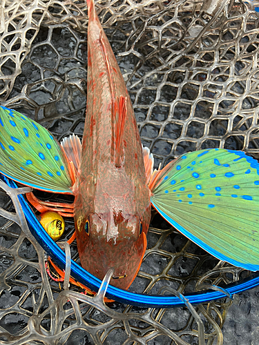 ホウボウの釣果