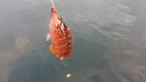 ホシササノハベラの釣果