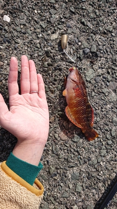 ホシササノハベラの釣果