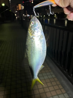 コノシロの釣果