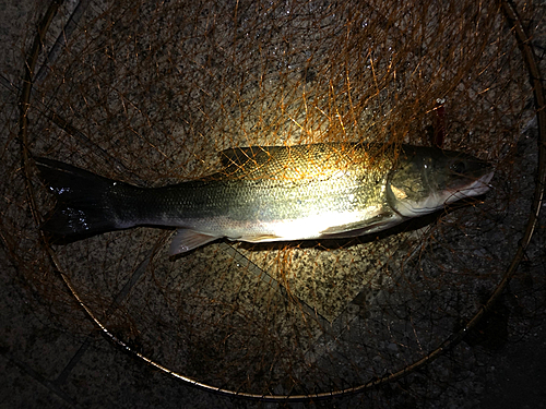 マルタウグイの釣果