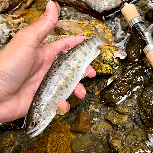 アマゴの釣果