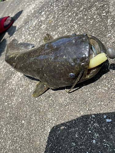 ニホンナマズの釣果