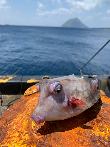 ハコフグの釣果