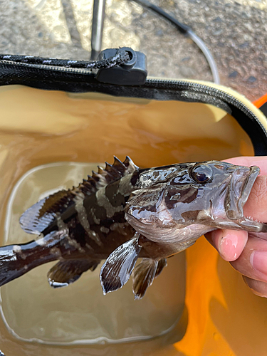 クエの釣果