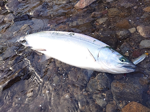 サクラマスの釣果