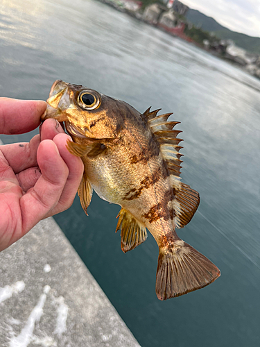 メバルの釣果