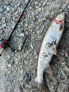 アメマスの釣果