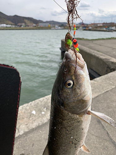 ウグイの釣果