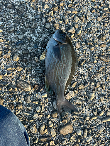 グレの釣果