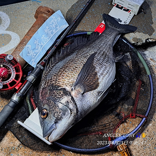 チヌの釣果