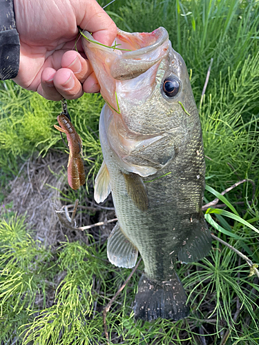 ブラックバスの釣果