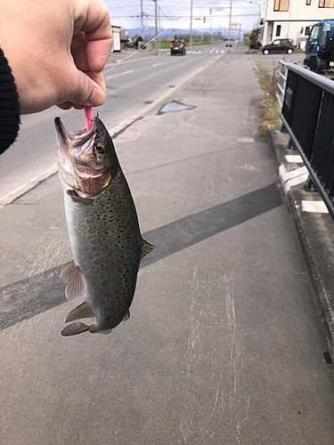 ニジマスの釣果