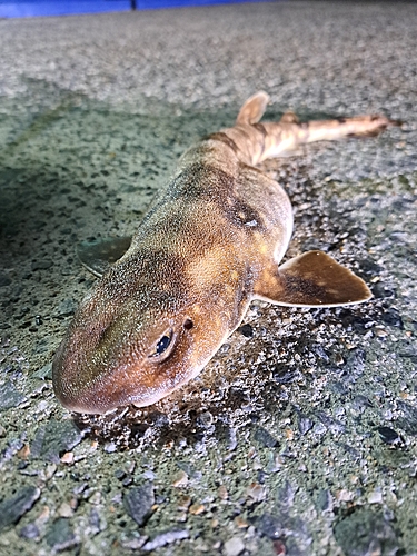 サメの釣果