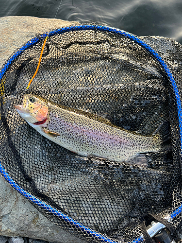 ニジマスの釣果