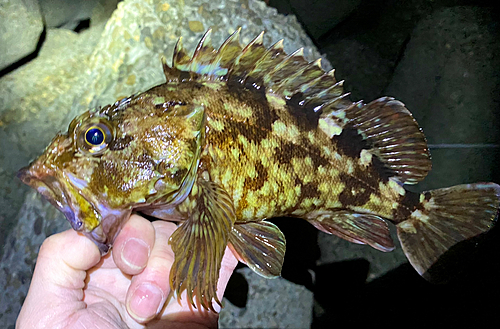 カサゴの釣果