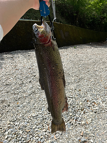 ニジマスの釣果