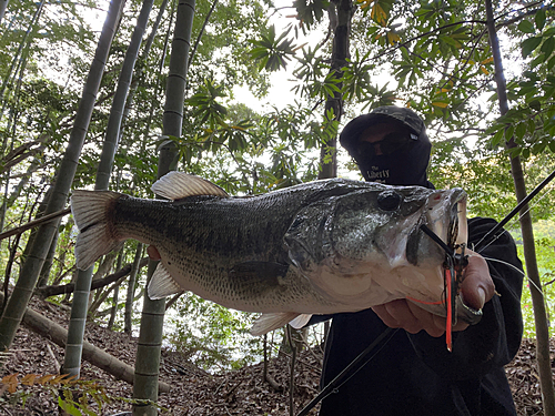 ブラックバスの釣果