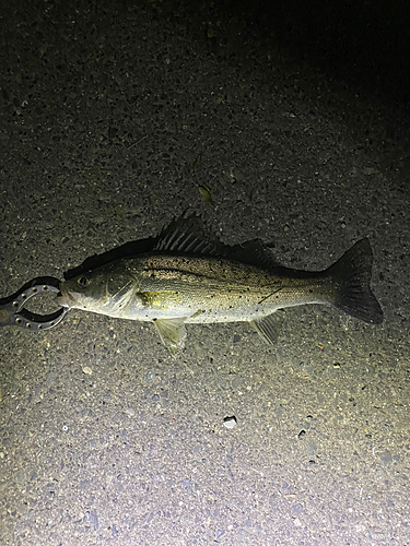 セイゴ（マルスズキ）の釣果