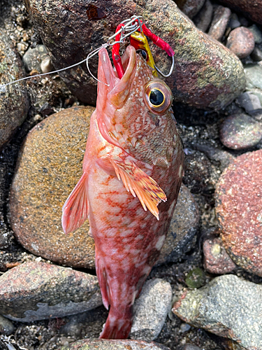 カサゴの釣果