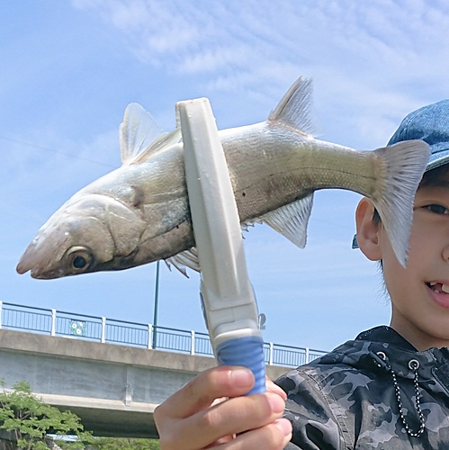 セイゴ（マルスズキ）の釣果