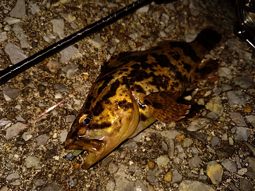 タケノコメバルの釣果