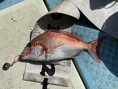 タイの釣果