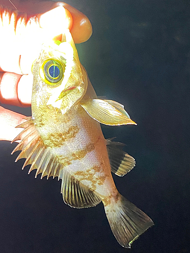 メバルの釣果