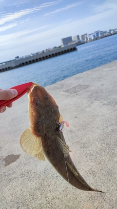 マゴチの釣果