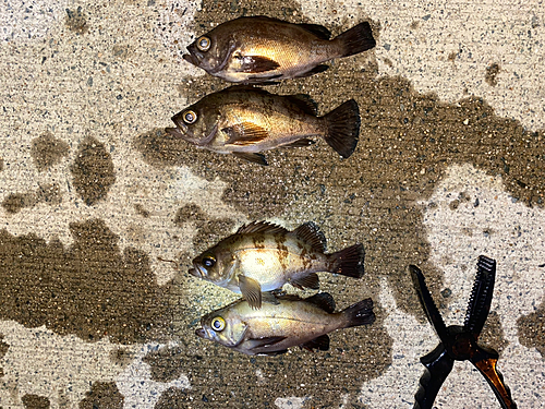 シロメバルの釣果