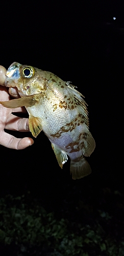 メバルの釣果