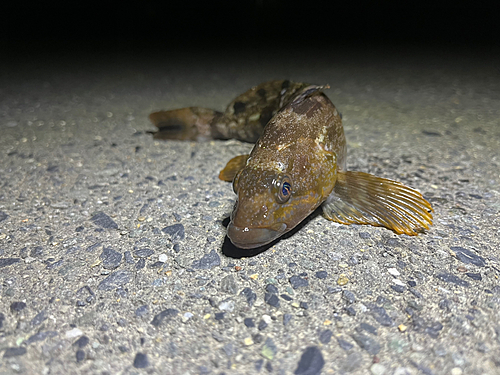 アイナメの釣果