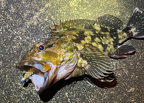 カサゴの釣果