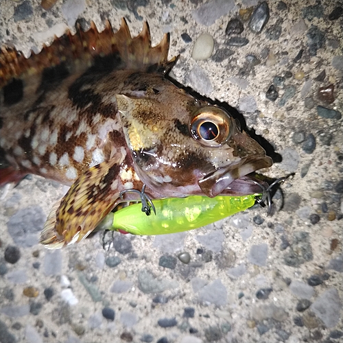 カサゴの釣果