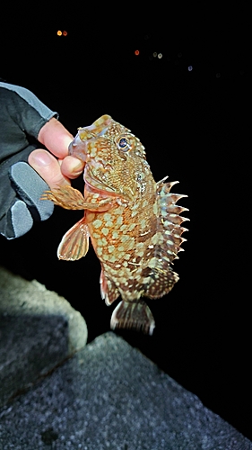 カサゴの釣果