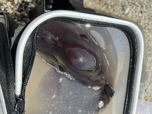 コブダイの釣果