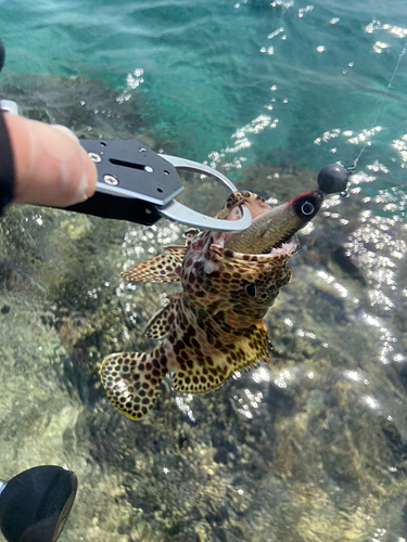 イシミーバイの釣果