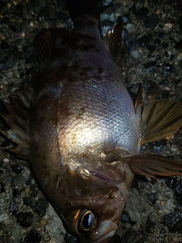 メバルの釣果