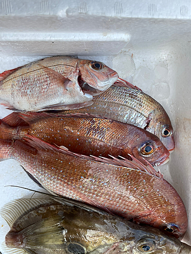 タイの釣果