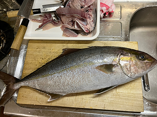 カンパチの釣果