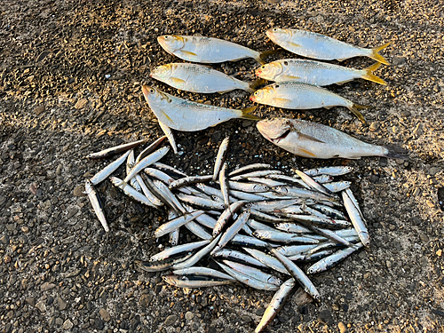 カタクチイワシの釣果