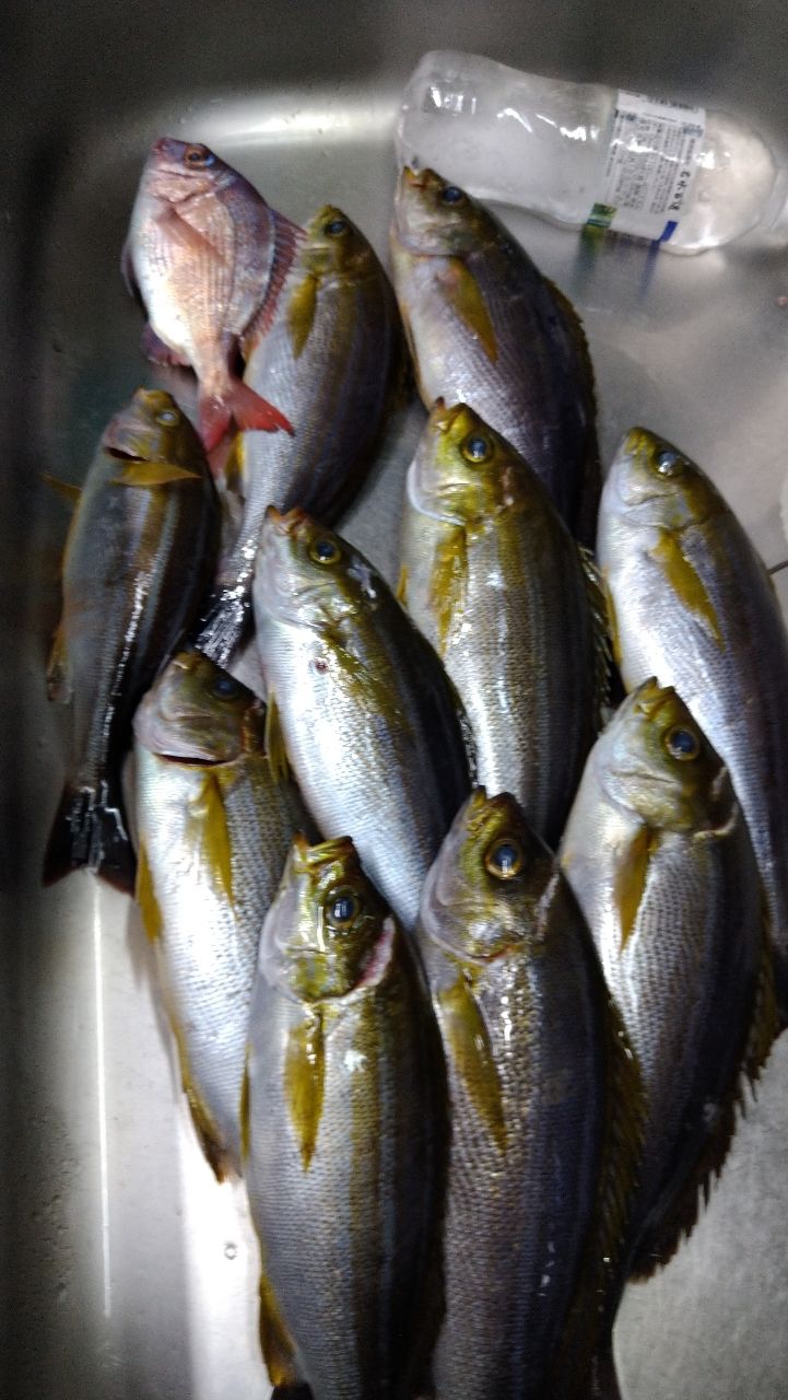 ちためっつさんの釣果 1枚目の画像