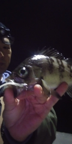 シロメバルの釣果