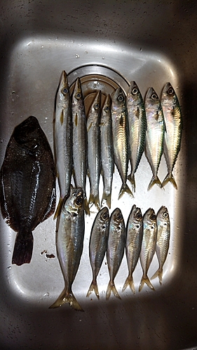 アジの釣果