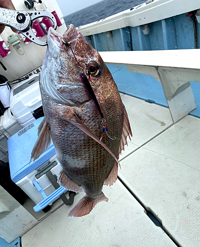 マダイの釣果