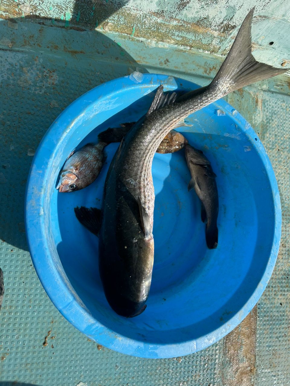 JUDAさんの釣果 2枚目の画像