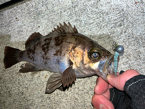 メバルの釣果