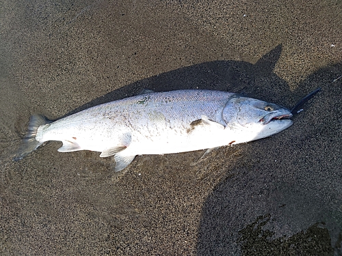 サクラマスの釣果