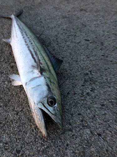 サゴシの釣果