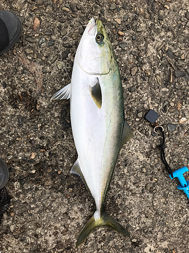 メジロの釣果